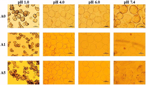 Figure 5. Microscopic images of alginate/chitosan beads (A0, A1, and A5) when incubated at different pH (1.0, 4.0, 6.0, and 7.4) for 6 h (scale bar = 500 μm).