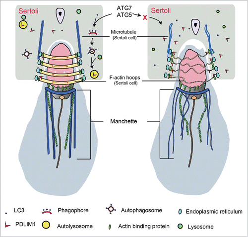 Figure 11. A proposed model for the role of autophagy in Sertoli cell-germ cell communication. In normal Sertoli cells (left), LC3 is activated by ATG7 and ATG5 and conjugates to the phagophore membrane. The phagophore could engulf the excessive PDLIM1 by forming an autophagosome and then be delivered to the lysosome/autolysosome for degradation. F-actin-containing apical ES structures and the related microtubule-based structures were assembled properly. In the absence of ATG7 or ATG5 (right), autophagy cannot be initiated, and PDLIM1 accumulated inside the Sertoli cell cytosol. The accumulated PDLIM1 disrupted the F-actin hoops of the apical ES and related microtubule-based elements in Sertoli cells, resulting in the disruption of Sertoli cell-germ cell communication.