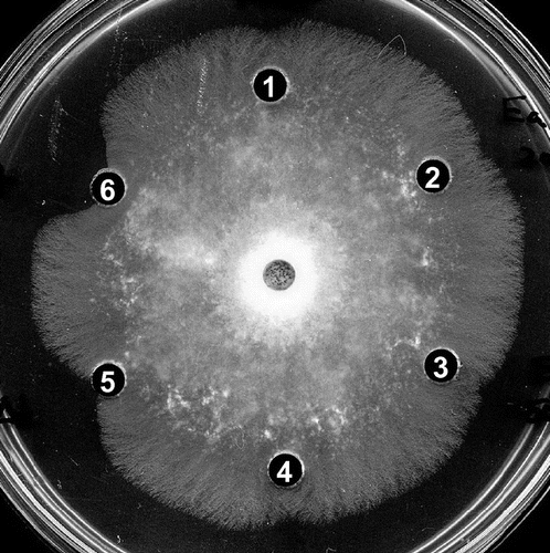 Fig. 6. Antifungal activity of EaChiA, PrChiA, and PrChiA mutants against T. viride.Notes: Samples to be tested were placed in wells in 10 μL of distilled water. (1) blank (distilled water); (2) EaChiA (200 pmol); (3) EaChiA (500 pmol); (4) PrChiA_CatD (200 pmol); (5) PrChiA_Δ1LysM (200 pmol); (6) PrChiA (200 pmol).