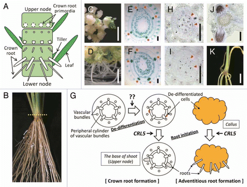 Figure 1 The ability of CRL5 for de novo root initiation. (A) Schematic diagram of the base of shoot in rice. Nodes are not seen from outside because they are coverd by leaves. (B) One-month-old wild-type plant. Cross sections indicated in (E–J) were made associating the dotted line. (C and D) Wild-type calli containing empty vector (C) and CRL5 overexpressing calli (D) on regeneration media containing 1 µM NAA and 10 µM kinetin. Scale bars = 1 cm. (E and F) Cross sections through the nodes of 1-month-old wild-type containing empty vector (E) and CRL5 overexpressing plant (F). Asterisks indicate the crown root primordia. Scale bars = 200 µm. (G) Schematic diagram of the de novo root initiation. CRL5 may function in de-differentiated cells (highlighted) to promote root initiation, not in the de-differentiation process. The factor inducing the de-differentiation is unknown. (H–J) In situ hybridization with cross sections through the nodes of 7-d-old wild-type seedling. Localization of one of the OsPLT genes in the region where crown root initiation occurs using antisense (H) or sense probes (I) and in the region where crown root emergence occurs using antisense probe (J). Arrowheads and asterisks indicate the peripheral cylinder of vascular bundles and crown root primordia, respectively. Scale Bars = 200 µm. (K) Transgenic plant overexpressing one of the OsPLT genes. Scale bar = 1 cm.