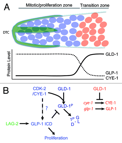 Figure 4. (A) Transition from mitosis into meiosis in C.elegans germline. The Distal Tip Cell (DTC in green) caps the distal end of the germline and induces mitotic proliferation (blue). Beyond the reach of the DTC Notch signaling, germ cells transition into the differentiation zone in a GLD-1 dependent manner, where they undergo meiosis (red). (B) Model for Cyclin E in maintenance of germ stem-cell fate in C. elegans. The boundary between the proliferative and transition zones is maintained by 2 mutual negative regulations: CDK-2/ CYE-1 and GLP-1 inhibit accumulation of GLD-1 in the mitotic proliferation zone, while GLD-1 represses the translation of cye-1 and glp-1 transcripts in the transition zone. It remains to be seen if CYE-1 can maintain proliferation zone by enhancing GLP-1 ICD induction in the similar way it does in vulval development.