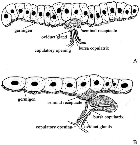 Figure 2. Schematic drawing of female genital system. A, ‘Common’ pattern. B, ‘Trichoniscus’ pattern.