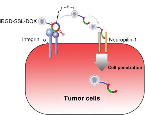 Figure 10 The detailed scheme of tumor-targeting and tumor-penetrating effect of iRGD-SSL-DOX.Note: The RGD motif in iRGD-SSL-DOX mediates binding to αν integrins firstly on tumor cells followed by a proteolytic cleavage, exposing a binding motif of CRGDK sequences for NRP-1, which can then mediate penetration into tumor cells.Abbreviations: iRGD-SSL-DOX, doxorubicin-loaded iRGD-modified sterically-stabilized liposome; iRGD, tumor-homing peptide; SSL, sterically-stabilized liposome; DOX, doxorubicin; CRGDK, Cys-Arg-Gly-Asp-Lys.