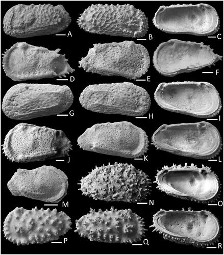 Fig. 9. Images of fossil Ostracoda. Actinocythereis tetrica: A, (NMV P344624) FALV in external view; B, (NMV P344625) MARV in external view; C, (NMV P344626) MALV in internal view. Cletocythereis caudispinosa: D, (NMV P344633) FALV in external view; E, (NMV P344634) MARV in external view; F, (NMV P344635) FARV in internal view. Dumontina lauta: G, (NMV P344636) MALV in external view; H, (NMV P344637) FARV in external view; I, (NMV P344638) FALV in internal view. Philoneptunus plutonis sp. nov.: J, Paratype, (NMV P344639) FALV in external view; K, (NMV P344640) MARV in external view; L, (NMV P344641) MARV in internal view; M, (NMV P344630) JRV in external view. Trachyleberis? sp.: N, (NMV P344631) ARV in external view; O, (NMV P344632) ALV in internal view. Trachyleberis thomsoni (large form): P, (NMV P344642) FALV in external view; Q, (NMV P344643) MARV in external view; R, (NMV P344644) MALV in internal view. Scale bars = 100 µm in A–D, G–O; 200 µm in E, F, P–R.