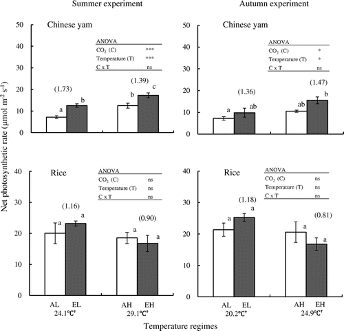 Figure 2. Effects of elevated CO2 concentration on net photosynthetic rates of single leaf in Chinese yam and rice.