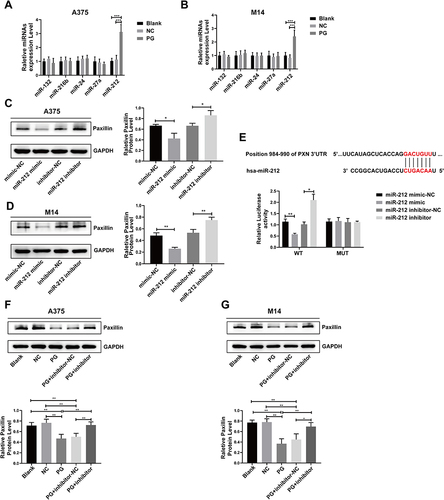 Figure 8 Progerin affects melanoma progression by regulating the miR-212/paxillin axis. (A and B) The expression of several miRNAs in the A375 cell group and M14 cell group was analyzed using RT-qPCR. (C and D) As determined by Western blot, transfection of miR-212 mimic or miR-212 inhibitor could respectively inhibit or promote the expression level of paxillin in A375 and M14 cells. (E) Schematic showing the PXN 3’UTR binding site of miR-212 predicted by bioinformatics. And paxillin was verified as miR-212 target gene by double luciferase assay. (F and G) Western blot assay showed that transfection of miR-212 inhibitor in progerin-expressing A375 cells and M14 cells could partially restore the expression level of paxillin. *P<0.05, **P <0.01, ***P<0.001.