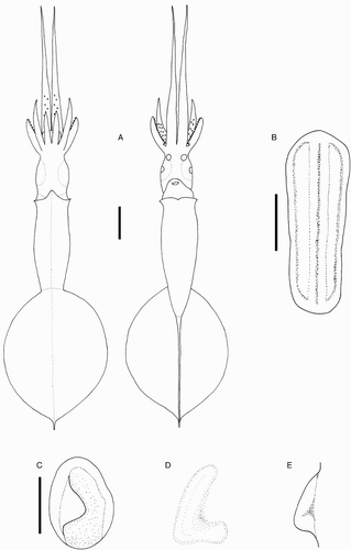 Figure 35 Echinoteuthis famelica. A, NMNZ M.074535, sex indet., ML 38 mm; B–E, NMNZ M.074535, sex indet., ML 40 mm. A, Whole specimen; B, nuchal cartilage; C, left funnel-locking cartilage; D, left mantle-locking cartilage; E, left mantle-locking cartilage, profile view. Scale bars = A, 5 mm; B–E, 1 mm.
