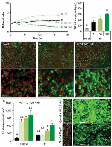 Figure 4. 3T3L1-MBX adipocytes sensing of oleic acid (OA) pre-absorbed by intestinal barriers Caco-2 and Caco-2/HT29-MTX (BI). (a) Real-time analysis of adipocytes (left upper panel) co-cultured with BI pre-treated 2h with OA 10 or 100 µM or control media (co-culture in HG media) reveals significant TG accumulation after AdipoRed lipid droplet volume analysis (right upper panel). (b) Comparative sensing in adipocytes 24 h after co-culture with either Caco-2 or Caco-2/HT29-MTX (BI) pre-treated with several doses of OA (μM). Data are presented as mean values ± SEM (at least 5 replicates) with Anova variances (letters). Corresponding merged AdipoRed (green) and Hoechst 33258 (red) images were acquired at either x4 or x20 magnification using imaging parameters normalized to controls.