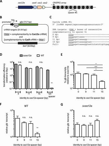 Figure 1. crRNA complementarity to target DNA shifts Cas12a from transcriptional repression to DNA cleavage. A) Schematic of the cas12a locus in F. novicida. B) Diagram of the pBav-derived vectors (3654 bp) used in figures 1 and 3, and C)) Sequence alignment of the PAM + Cas12a protospacer sequences with varying bases of consecutive complementarity to the spacer 5 of CRISPR2, used in B-C. The FnoCas12a PAM sequence (5ʹ-TTTN-3ʹ) is underlined. Protospacer sequences were inserted directly downstream of the TSS and directly upstream of the gfp start. D) Transformation of WT F. novicida and Δcas12a with plasmids with 9 bp, 11 bp, 15 bp, and full complementarity (in consecutive bases) to the Cas12a spacer between the promoter and gfp. Results are presented as transformation efficiency relative to a plasmid with no complementarity to the crRNA (n = 3, error bars represent s.e., **p ≤ 0.005). E-G) Relative gfp transcript levels were measured by qRT-PCR from constructs containing sequences with different lengths of consecutive complementarity to the Cas12a spacer (0, 9, 11, 15 bp) between a synthetic promoter and gfp, and normalized to the transcript levels of the kanamycin resistance cassette on the plasmid. E) Results are presented as % gfp transcript from each plasmid in WT relative to Δcas12a. F-G) Relative gfp transcript level from each plasmid in F) WT and G) Δcas12a (n = 6, error bars represent s.e., *p ≤ 0.05; **p ≤ 0.005; ***p ≤ 0.001)