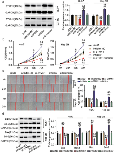 Figure 6. MiR-526-5p depletion counteracted the effect of STMN1 inhibition on HCC. Transfection was done in Huh7 and Hep 3B cells with (i) si-STMN1 (ii) inhibitor (for miR-526b-5p) (iii) si-STMN1+inhibitor, and corresponding NCs. (a) relative protein level of STMN1 in various transfected groups was determined by immunoblotting. (b) cell proliferation was determined by CCK-8 assay in various transfected groups. (c) the changes of migratory capacity were assessed by wound healing assay in different transfected groups. (d) the protein levels of apoptotic molecules as determined by immunoblotting in different transfected groups. **P < .05, **P < .01 vs. si-NC, #P <.05, ##P <.01 vs. inhibitor-NC and &P <.05, &&P <.01 vs. si-STMN1+inhibitor.