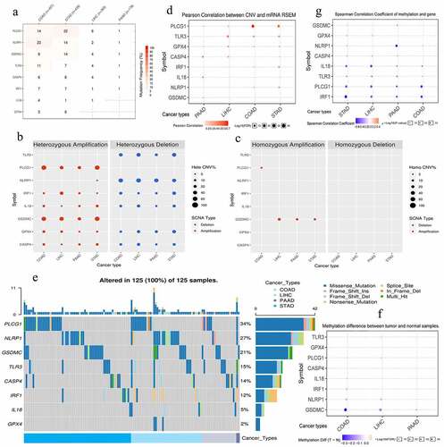 Figure 6. The genomic information of 8 risk pyroptosis-related genes. (a) Somatic mutation frequency of 8 PRGs in four gastrointestinal cancers. (b) The heterozygous CNV frequency of 8 PRGs. (c) The homozygous CNV frequency of 8 PRGs. (d) The correlations between CNV frequency and mRNA expression. (e) Waterfall plot shows the somatic mutations of 8 PRGs in 125 gastrointestinal cancer samples. (f) The methylation difference between gastrointestinal tumor and normal samples. (g) The correlations between genetic methylation and mRNA expression. PRGs, pyroptosis-related genes; CNV, Copy number variation; COAD, colon adenocarcinoma; STAD, stomach adenocarcinoma; LIHC, liver hepatocellular carcinoma; PAAD, pancreatic adenocarcinoma.