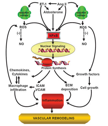 Figure 1 Scheme of angiotensin II-induced inflammation and vascular damage.Abbreviations: Ang II, angiotensin II; EC, endothelial cell; ECM, extracellular matrix; ET-1, endothelin-1; ICAM, intercellular adhesion molecule; NAD(P)H oxidase, nicotinamide adenine dinucleotide phosphate oxidase; NO, nitric oxide; NF-κB, nuclear factor kappa B; ROS, reactive oxygen species; VCAM, vascular cell adhesion molecule; (-), inhibition or reduction.