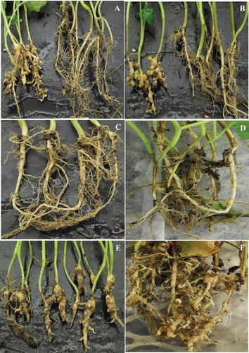Fig. 3 (Colour online) Clubroot symptoms for advanced backcross families inoculated with Plasmodiophora brassicae. (a) Segregation of clubroot susceptible and resistant plants in the BC3 family, TQ1BC3F1-1; (b) Segregation of clubroot susceptible and resistant plants in the BC3 family, TQ1BC3F1-2; (c) BC3S2 family, TQ1BC3F3-1 displayed all the plants with clubroot resistance phenotypes that carried clubroot resistance locus in a homozygous dominant state; (d) BC3S2 family, TQ1BC3F3-2 displayed all the plants with clubroot resistance phenotypes that carried homozygous dominant clubroot resistance; (e) All the plants with clubroot susceptible phenotypes that carried homozygous susceptible alleles; (f) The clubroot susceptible parent ‘Topas’ used in backcross breeding as female.