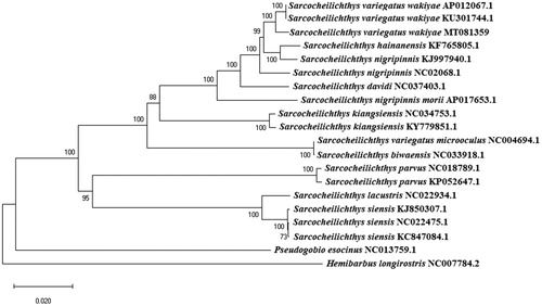 Figure 1. Phylogenetic tree of the genus Sarcocheilichthys derived from a neighbor-joining (NJ) analysis of the complete mitochondrion genome. The substitution model followed the Kimura 2-parameta (K2P) model. The GenBank accession numbers for each species and subspecies are indicated after the scientific names and only nodes with bootstrap values greater than 70% are shown.
