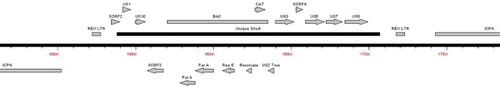 Figure 1. Schematic diagram of the sequence analysis of the rMd5 REV-LTR BAC demonstrating the insertion sites of the REV LTR into the IRS and TRS regions of the rMd5 B40 BAC virus.