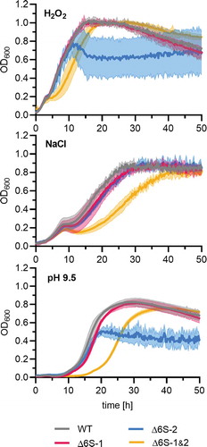 Figure 8. The NCIB 3610_Δ6S-1&2 double knockout strain has impaired proficiency to adapt to stresses. Precultures of the NCIB 3610 strain and its three derivative strains (Δ6S-1, Δ6S-2 and Δ6S-1&2) were grown in LB medium at 37°C before inoculating the main cultures under the specified stress conditions. Oxidative stress: LB medium supplemented with 50 µM H2O2; high salt stress: MSgg medium containing 0.8 M NaCl; alkaline stress: LB medium adjusted to pH 9.5. The optical density at 600 nm (OD600) was measured in a plate reader. Standard deviations are based on two independent biological replicates with three technical replicates each