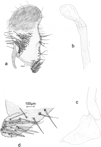 Figure 7. Male genitalia: Eidophasia insulella: a – separated valva, b – part of aedeagus, c – end of aedeagus, d – sacculus.