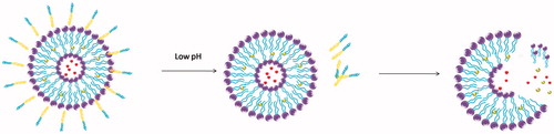 Figure 2. The pH-sensitive liposome follows the change of pH value, which including hydrazone bond and vinyl ether bond.