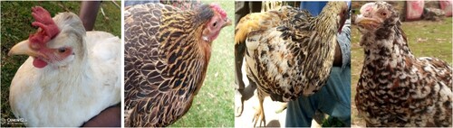 Figure 9. Feather patterns: Plain, Laced, Mottled and Barred variants as displayed from Left to right.