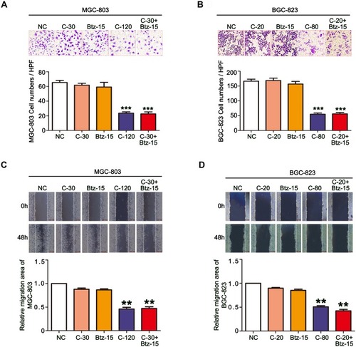 Figure 4 The combination of chidamide and bortezomib synergistically inhibited the migratory abilities of MGC-803 and BGC-823 cells. The MGC-803 and BGC-823 cell lines were treated with chidamide (30 µM for MGC-803 or 20 µM for BGC-823), bortezomib (15 nM), chidamide (120 µM for MGC-803 or 80 µM for BGC-823), or chidamide (30 µM for MGC-803 or 20 µM for BGC-823) in combination with bortezomib (15 nM) for 48 hours. (A and B) Representative images of the Transwell assay results at 24 hours after the different treatments (magnification ×100). Migrated cells were quantified on the basis of the average of four randomly chosen high-power fields from the independent experiments performed in duplicate (One-way ANOVA with Bonferroni’s posthoc test was applied to compare the indicated groups. ***P<0.001, compared with the negative control, chidamide-, or bortezomib-alone groups). (C and D) Representative images and statistics of cell migration at 24 hours after scratching. Conﬂuent MGC-803 and BGC-823 cell monolayers were wounded by scratching at 48 hours after the different treatments. Cell migration was monitored at 24 hours after wounding (the dotted line indicates the wound edge). The mean area migrated by the MGC-803 and BGC-823 cells was quantified (average of four independent microscope fields from three independent experiments each; One-way ANOVA with Bonferroni’s posthoc test was applied to compare the indicated groups. **P<0.01, compared with the negative control, chidamide-, or bortezomib-alone groups).