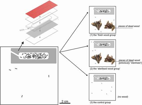 Figure 2. Scheme of the long-term experiment: rearing ant colonies with dead wood. Acorn ant Temnothorax crassispinus colonies were reared in square Petri dishes. Colonies were randomly divided into three groups: (a) the “fresh wood group” = the Petri dishes contained several pieces of “fresh” dead wood (in total approximately 1.5 g, changed every 3.5 weeks); (b) the “sterilised wood group” = the Petri dishes contained several pieces of dead wood (in total approximately 1.5 g, changed every 3.5 weeks. However, the pieces of wood were previously “sterilised”, i.e., previously kept 72 hours, at 70°C). Finally, (c) the “control group” (with no wood pieces in the Petri dishes). After three months, worker mortality, number of workers (% of the initial number), and productivity per capita, in relation to experimental treatments were analysed. Above left, nest design used during the experiment: a cavity between a piece of cardboard and a microscope slide (76 mm × 26 mm) kept apart by a Plexiglas frame (3 mm thick), coated with a piece of a red translucent filter