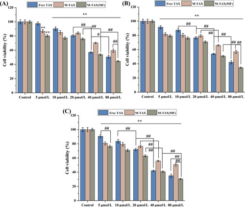 Figure 6. Cytotoxicity of free TAX and magnetic Fe3O4@mSiO2-NH2-FA-TAX nanocomposites (with and without a magnetic field) to MCF-7 cells at 24 h (A), 48 h (B), 72 h (C) (n = 3, ** P < .01, compared with the control group, # P < .05, ## P < .01, comparison between groups).