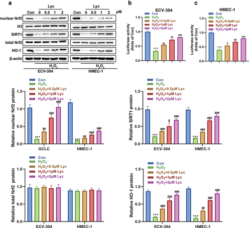 Figure 5. Lycopene activates the SIRT1/Nrf2/HO-1 pathway in endothelial cells.