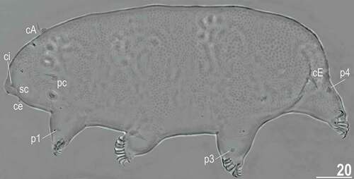 Figure 10. Habitus of the holotypic female of Echiniscoides lichenophilus sp. nov. (PCM). Scale bar in μm.