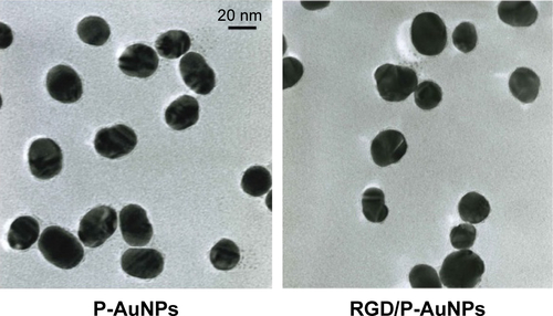 Figure S1 TEM images of synthesized P-AuNPs and RGD/P-AuNPs.Abbreviations: TEM, transmission electron microscope; RGD/P-AuNP, polyethylene-glycolylated gold nanoparticle (P-AuNP) conjugated with Arg–Gly–Asp (RGD) peptides.