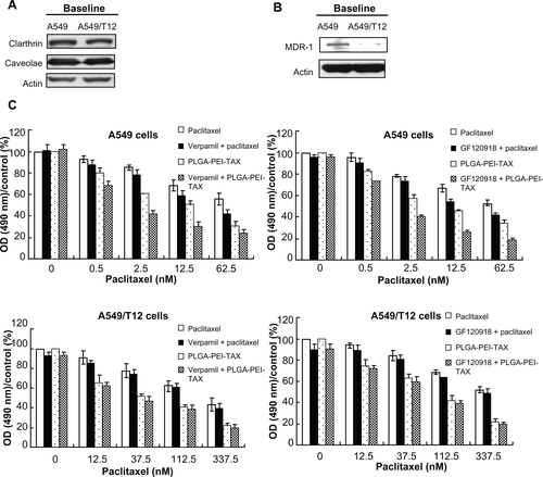 Figure S1 Multidrug resistance-1 (MDR-1), clathrin, and caveolae protein expression in A549 and A549/T12cells and pretreatment with MDR-1inhibitors influenced the cellular survival of A549 and A549/T12cells treated with paclitaxel and poly(lactic-co-glycolic acid)-polyethylenimine nanoparticles loaded with paclitaxel. (A) Analysis of baseline clathrin and caveolae protein expression in A549 and A549/T12 cells. β-actin protein was used as the loading control. (B) Analysis of baseline MDR-1 protein expression in A549 and A549/T12cells. (C) Cellular survival of A549 and A549/T12cells was assessed by 3-(4,5-dimethylthiazol-2-yl)-2,5-diphenyl tetrazolium bromide assay after 48hours of treatment with paclitaxel and poly(lactic-co-glycolic acid)-polyethylenimine nanoparticles loaded with paclitaxel, with and without pretreatment of MDR-1inhibitors (verapamil and GF120918).Abbreviations: MDR-1, multidrug resistance-1; OD, optical density; PLGA-PEI-TAX, poly(lactic-co-glycolic acid)-polyethylenimine nanoparticles loaded with paclitaxel.