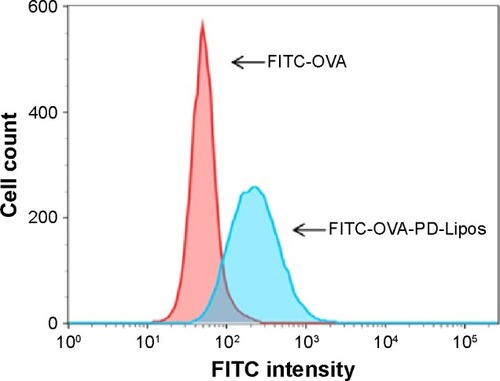 Figure 3 Uptake of FITC-OVA-PD-Lipos and FITC-OVA by cultured mouse BMDCs as determined by flow the units for the y-axes of this figure are cell count.Abbreviations: BMDCs, bone marrow dendritic cells; FITC, fluorescein isothiocyanate; PD, Platycodin D; OVA, ovalbumin.