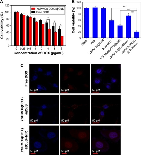 Figure 5 In vitro cell viability and cellular uptake.Notes: (A) Cell viability of MDA-MB-231 cells incubated with different concentrations of DOX and YSPMOs(DOX)@CuS (equivalent concentration of DOX). (B) Cell viability of MDA-MB-231 cells treated with different forms of the nanocomposite with or without NIR laser irradiation (980 nm, 1.0 W/cm2). (C) CLSM of MDA-MB-231 cells treated with free DOX and YSPMOs(DOX)@CuS with or without NIR laser irradiation. *P<0.05, **P<0.01, ***P<0.001.Abbreviations: CLSM, confocal laser scanning microscopy; DOX, doxorubicin; NIR, near infrared; YSPMOs, yolk–shell-structured periodic mesoporous organosilica nanoparticles.