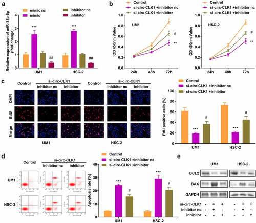Figure 4. Inhibition of miR-18b-5p reverses the effects of circular-CDC like kinase 1 (circ-CLK1) on cell viability, proliferation, and apoptosis. (a) Expression of miR-18b-5p in UM1 and HSC-2 cells; (b) Cell viability of UM1 and HSC-2 cells; (c) Cell proliferation of UM1 and HSC-2 cells; (d) Apoptosis of UM1 and HSC-2 cells; (e) Protein expression of Bcl-2-associated X protein (BAX) and B-cell lymphoma-2 (BCL2). #P < 0.05, ##P < 0.01, **P < 0.01, ***P < 0.001 versus control.