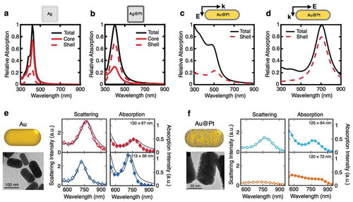 Figure 4. Computational and Experimental Measurements of the Optical Properties of Core-Shell Nanoparticles. (a,b) The relative contribution of the core versus shell in computed absorption cross sections of (a) pure Ag nanocubes and (b) Ag@Pt nanocubes. The core is 40 nm and the shell is 1.4 nm in both cases. (c,d) The relative contribution of the shell in the computed absorption cross section for a Au@Pt nanorod under (c) transverse and (d) longitudinal plane wave excitation, corresponding to exciting (c) interband and (d) intraband transitions. (e,f) Single particle scattering and absorption measurements of (e) two Au nanorods and (f) two Au@Pt nanorods. Dimensions of the nanorods given in the top right corner of the absorption spectra. TEMs of the Au@Pt nanorods show dendritic Pt islands rather than a continuous shell, as reflected by the schematics. (a-d) Adapted with permission from [Citation76]. Copyright 2018 American Chemical Society; (e,f) Adapted with permission from [Citation77]. Copyright 2018 American Chemical Society.
