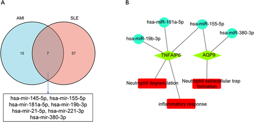 Figure 8 miRNAs-RNA regulatory network. (A) Shared miRNAs associated with both AMI and SLE identified from the HMDD database. (B) miRNAs-RNA regulatory network, circles represent miRNAs, green diamonds represent hub genes, and red rectangles represent signaling pathways.