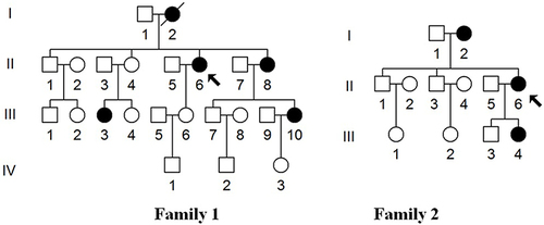 Figure 1 Two Han Chinese families with EH, arrows indicate the probands.