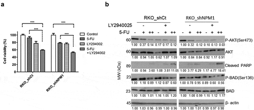 Figure 5. LY294002 restores chemosensitivity of cells expressing high levels of NPM1 to 5-FU. (a) Inhibition of PI3K/AKT signaling by LY294002 restored the 5-FU sensitivity of RKO cells with a high endogenous level of NPM1. RKO_shCt and RKO_shNPM1 cells were exposed to 5 μM LY294002 or vehicle for 24 h, before treatment with or without 2.5 μM 5-FU for another 48 h. Changes in cell viability, which were normalized to the untreated control, were assessed by the MTS assay. Each data point was plotted as the mean ± SD (n = 3). Statistical significance of the results was assessed by ANOVA, followed by a multiple comparison test (***, P ≤ 0.001). (b) The resulting whole cell lysates were analyzed for the expression of proteins in the PI3K/AKT and apoptosis pathways by Western blotting (n = 3 independent experiments). A decrease in P-BAD(Ser136), following the inhibition of AKT by LY294002, was observed along with the increase in cleaved PARP. 5 μM LY294002 treatment is denoted by (+) and vehicle by (-). Increasing concentrations of 5-FU at 2.5 and 5 μM are denoted by (+) and (++)