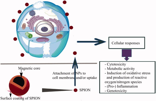 Figure 1. Distinguished in vitro assays that probe the impact of nanoparticles on cells.