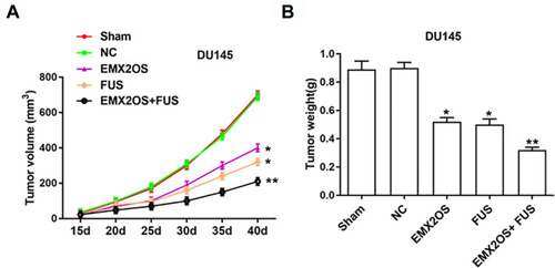 Figure 8 EMX2OS and FUS synergistically inhibited tumor growth in vivo. We generated xenograft mouse models by subcutaneous injection of DU145 cells (2 × 106) treated with EMX2OS or/and FUS overexpression vectors into nude mice, and tumor volumes (A) and weights (B) were measured every five days. *p<0.05, **p<0.01.