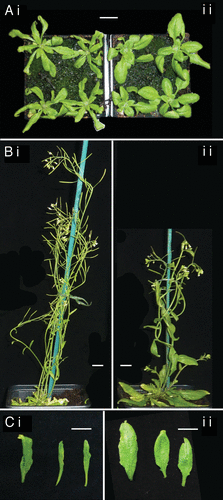 Figure 1. Phenotypes of NMD mutant plants with and without a functional ICS1 allele. All plants shown are homozygous for the mutant upf1–5 allele and therefore impaired in NMD. (i) Wild-type ICS1. (ii) Homozygous for the sid2–1 mutant allele of ICS1. Plants are 3 weeks (A), and 6 weeks (B and C) old. The white scale bar indicates 1 cm.