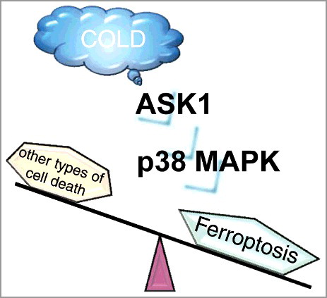 Figure 1. Schematic model of cold stress-induced ferroptosis. The ASK1-p38 MAPK axis is activated in response to cold stress and is involved in inducing ferroptosis.