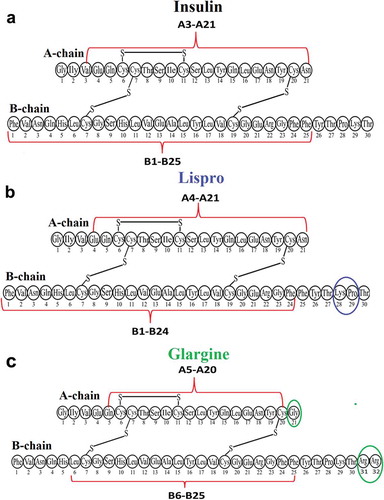 Figure 4. Scheme plotted using the results of identification of amyloidogenic regions in the spine of insulin (a), lispro (b), and glargine (c) fibrils. The putative spine of fibril is shown by dashed lines. Coloured ovals show a.a. modifications of lispro and glargine.