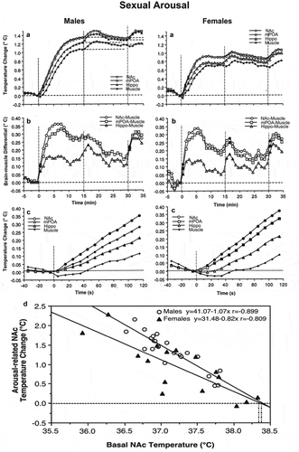 Figure 7. Phasic changes in brain (NAc, mPOA, and Hippo) and muscle temperatures in male and female rats associated with sexual arousal preceding copulatory behavior. A and B = changes in relative temperatures and brain-muscle differentials for the 35 min after the start of sexual stimulation (vertical hatched lines show arousal 1, 2, and time of free interaction). Filled symbols show the first value significantly different (ANOVA with repeated measures followed by Scheffe test, p < 0.05) from baseline for each of three comparisons (arousal 1, arousal 2, and free interaction). C shows the initial period of stimulation (10-s bins for 120 s). In this case, filled symbols indicate all values significantly different from baseline. Bottom graph shows correlative relationships between the magnitude of NAc temperature increase induced by sexually arousing stimuli in male and female rats and basal temperatures. In both cases, correlation was highly significant (p < 0.01). Regression lines for both males and females cross the line of no effect at ~38.4°C, suggesting that the arousal-related brain temperature increase has its natural limits and disappears at high activity state. Data were obtained in 32 (seven rats) and 17 sessions (five rats) in males and females, respectively. Original data were published in [Citation59,Citation87] and replotted for this article.