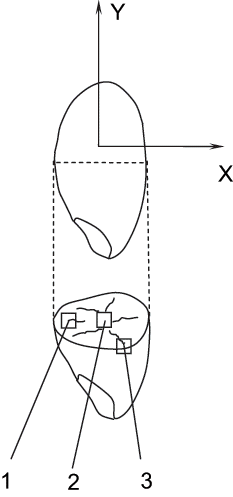 Figure 1 Schematic diagram showing (1) endosperm tissue, (2) embryo tissue, and (3) seed capsule.