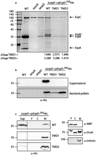 Figure 3. The TMD sequences of EspD are crucial for the secretion of the protein by the T3SS. (a) Protein secretion profiles of EPEC strains grown under T3SS-inducing conditions: WT EPEC, ΔescN, ΔespD, and ΔespD expressing either EspDwt-35His, EspDTMD1-35His, and EspDTMD2-35His. The secreted fractions were concentrated from the supernatants of bacterial cultures and analyzed by SDS-PAGE and Coomassie blue staining. The T3SS-secreted translocators EspA, EspB, and EspD are marked on the right of the gel. Also indicated is the location of EspC, which is not secreted via the T3SS. The calculated ΔGapp of each TMD sequence is presented. (b) Bacterial pellets and supernatants were analyzed by SDS-PAGE and western blot with an anti-His antibody to confirm EspD expression and secretion. (c) ΔespD EPEC expressing either EspDwt-35His (labeled WT), EspDTMD1-35His (labeled TMD1), or EspDTMD2-35His (labeled TMD2) were grown under T3S-inducing conditions, supernatants were collected, and whole-cell extracts were fractionated into periplasmic (p), cytoplasmic (C), and membranal (m) fractions. The samples (30 µg) were analyzed by SDS-PAGE and western blot using an anti-His antibody. To confirm correct bacterial fractionation, the western blots were probed with anti-DnaK (cytoplasmic marker), anti-MBP (periplasmic marker), and anti-intimin (membranal marker) antibodies
