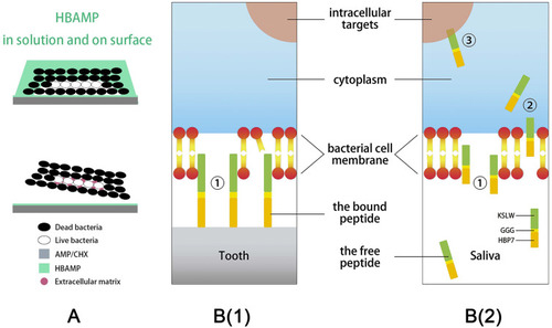 Figure 6 Schematic mechanisms of HBAMP. The antibacterial activity of HBAMP free in solution and bound on the surface (A). HBAMP bound on the tooth surface (B1) and free in the saliva (B2). HBAMP may damage the bacterial cell membrane by disrupting the lipid bilayer ①, translocating into the cell interior ②, and interacting with intracellular targets ③, which results in the regulation of certain genes that control the growth, transition, and formation of biofilms. Reproduced with permission from Huang Z, Shi X, Mao Jet al Design of a hydroxyapatite-binding antimicrobial peptide with improved retention and antibacterial efficacy for oral pathogen control. Sci. Rep. 2016;6(1).26Copyright 2016, Springer Nature.