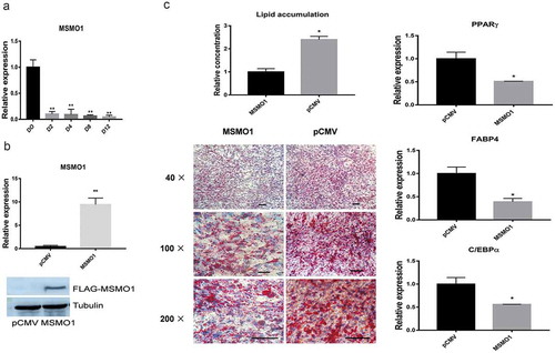 Figure 6. Overexpression of MSMO1 inhibits adipogenesis of 3T3-L1.3T3-L1 preadipocytes were transfected with pCMV-MSMO1 and were differentiated in differentiation medium for 12 days. (a) Expression of MSMO1 during differentiation of 3T3-L1 at the indicated times by qRT-PCR. (**P < 0.01 vs. D0. β-actin mRNA was used as control). (b) MSMO1 expression was determined in MSMO1-transfected 3T3-L1 preadipocytes by qRT-PCR (after transfected 24 h) and western blot (after transfected 48 h). (**P < 0.01 vs. control vector. β-actin mRNA and tubulin were used as control). (c) Adipocyte differentiation was assessed by Oil Red O staining and expression of PPARγ, FABP4 and C/EBPα on D12. Scale bar indicates 100 µm. (*P < 0.05 vs. control vector. β-actin mRNA was used as control).