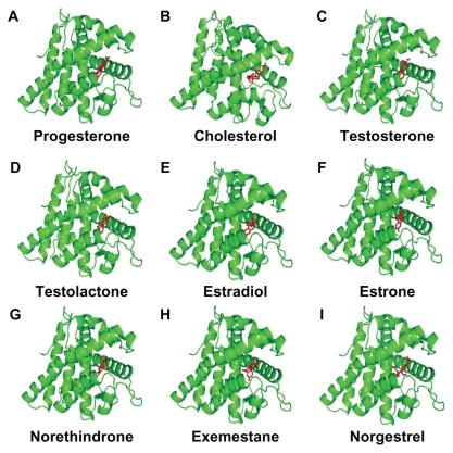 Figure 3 Progesterone (A), cholesterol (B), testosterone (C), testolactone (D), estradiol (E), estrone (F), norethindrone (G), exemestane (H), and norgestrel (I) docked onto the human progesterone receptor A (hPR B green) in its lowest energy-docked conformation. Ligand molecules are shown in red.