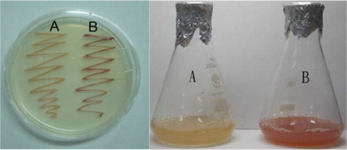 Fig. 2 Culture of R. sphaeroides wild type (labeled as A) and WL-APD911 (labeled as B) in agar and broth medium.