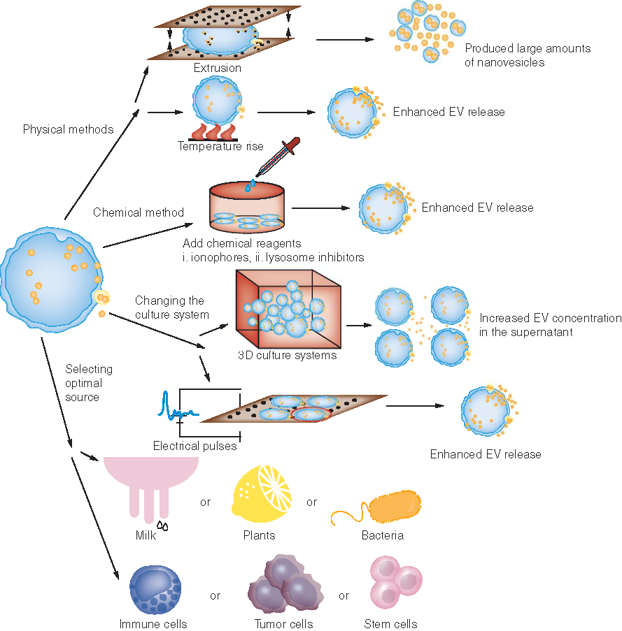 Figure 2. Extracellular vesicle yield can be improved by selecting optimal source, physical methods, chemical methods and changing the culture system of parent cells.
